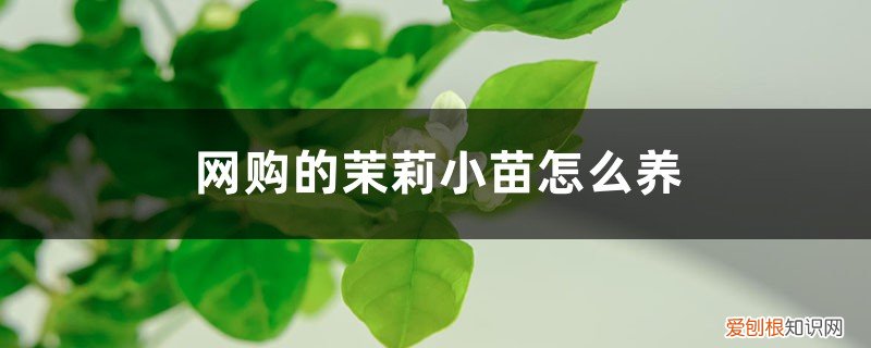 买的茉莉花苗怎么移栽 网购的茉莉小苗怎么养