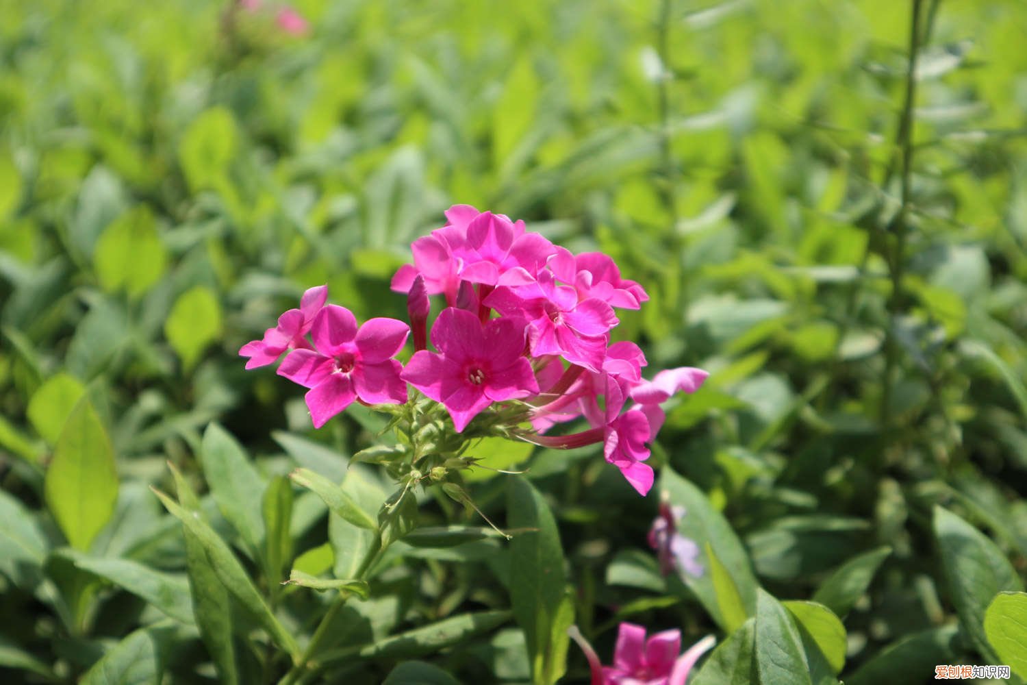 石竹种植时间和方法 石竹种植时间