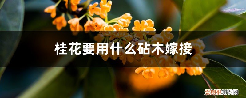 桂花要用什么砧木嫁接呢 桂花要用什么砧木嫁接