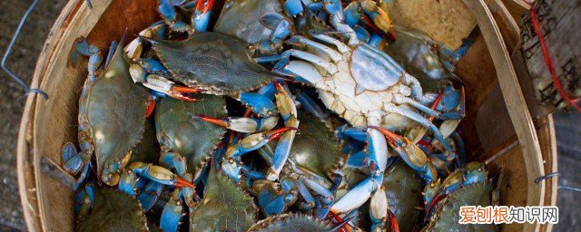 梭子蟹怎么挑新鲜的 梭子蟹如何挑选新鲜的