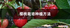 樱桃该怎么种植方法 樱桃栽培种植方法