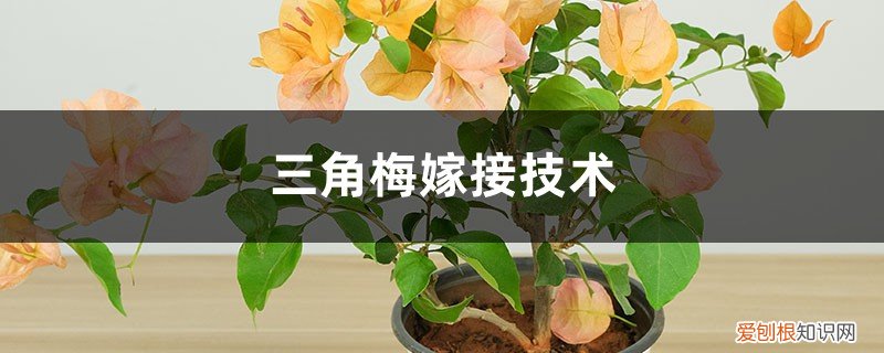 三角梅嫁接怎么嫁接 三角梅嫁接技术