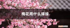 梅花怎么嫁接 梅花用什么嫁接