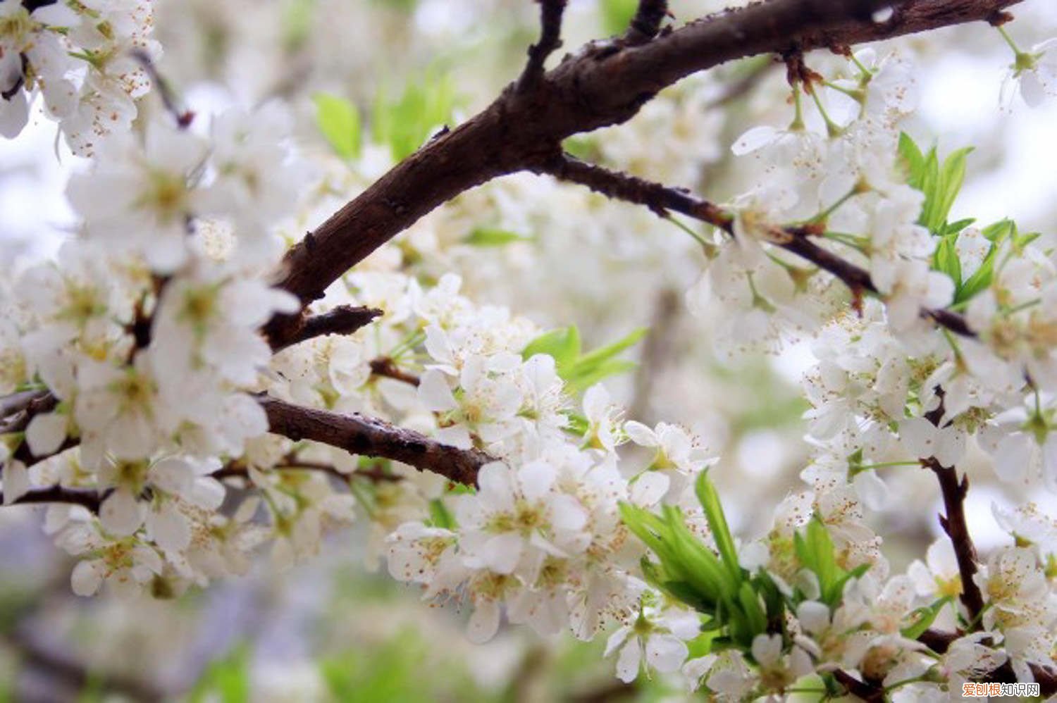 梅花怎么嫁接 梅花用什么嫁接