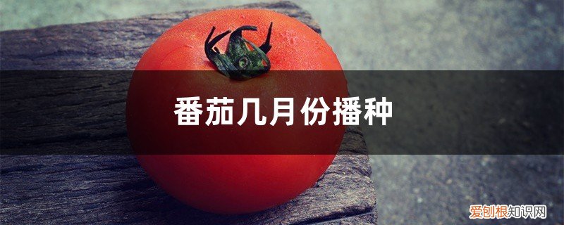 番茄什么时候播种 番茄几月份播种