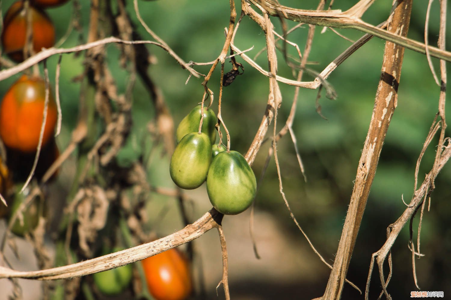 番茄什么时候播种 番茄几月份播种