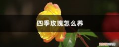 四季玫瑰花怎么养 四季玫瑰怎么养