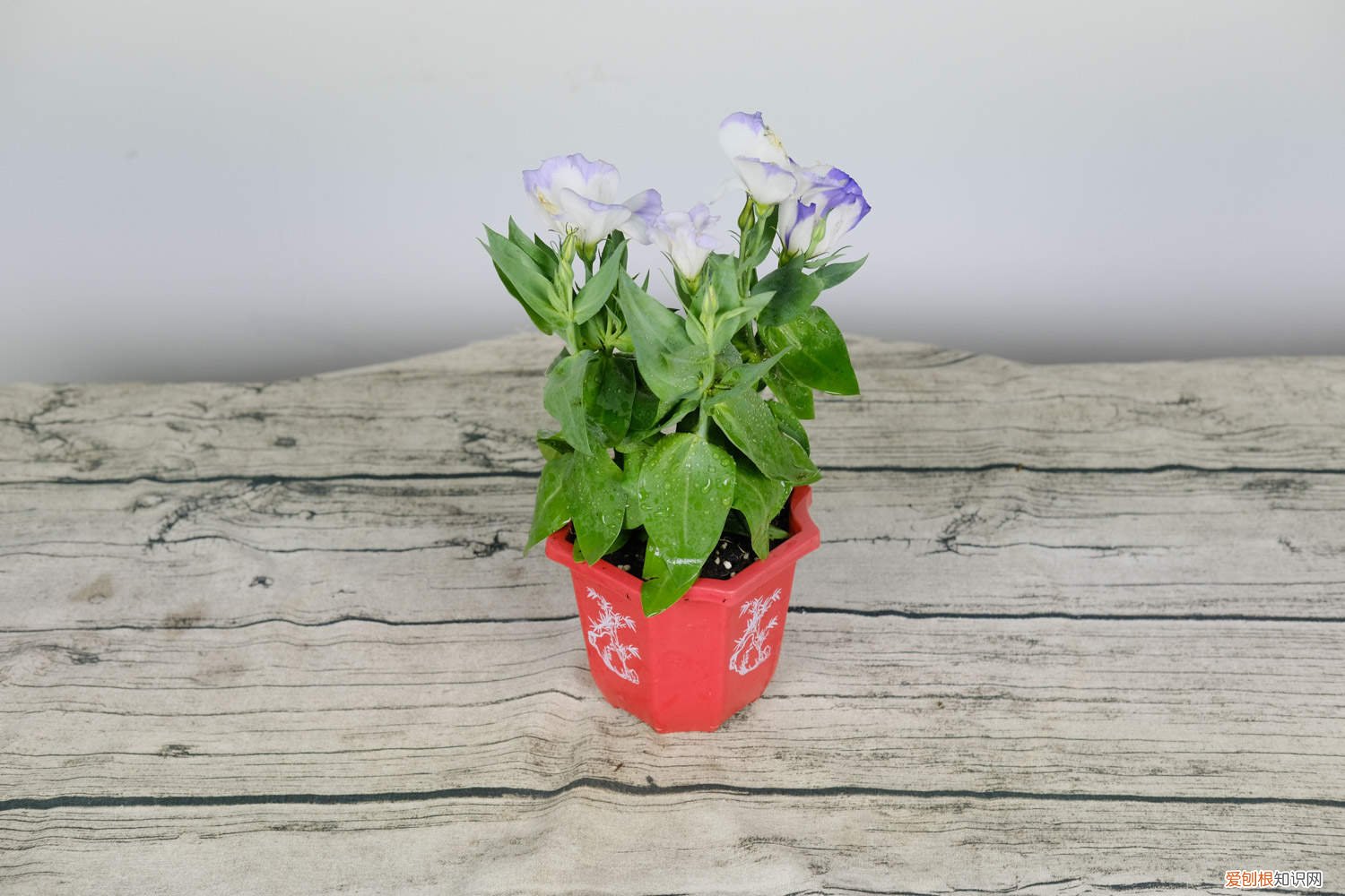 洋桔梗花怎么水养 洋桔梗水养技巧