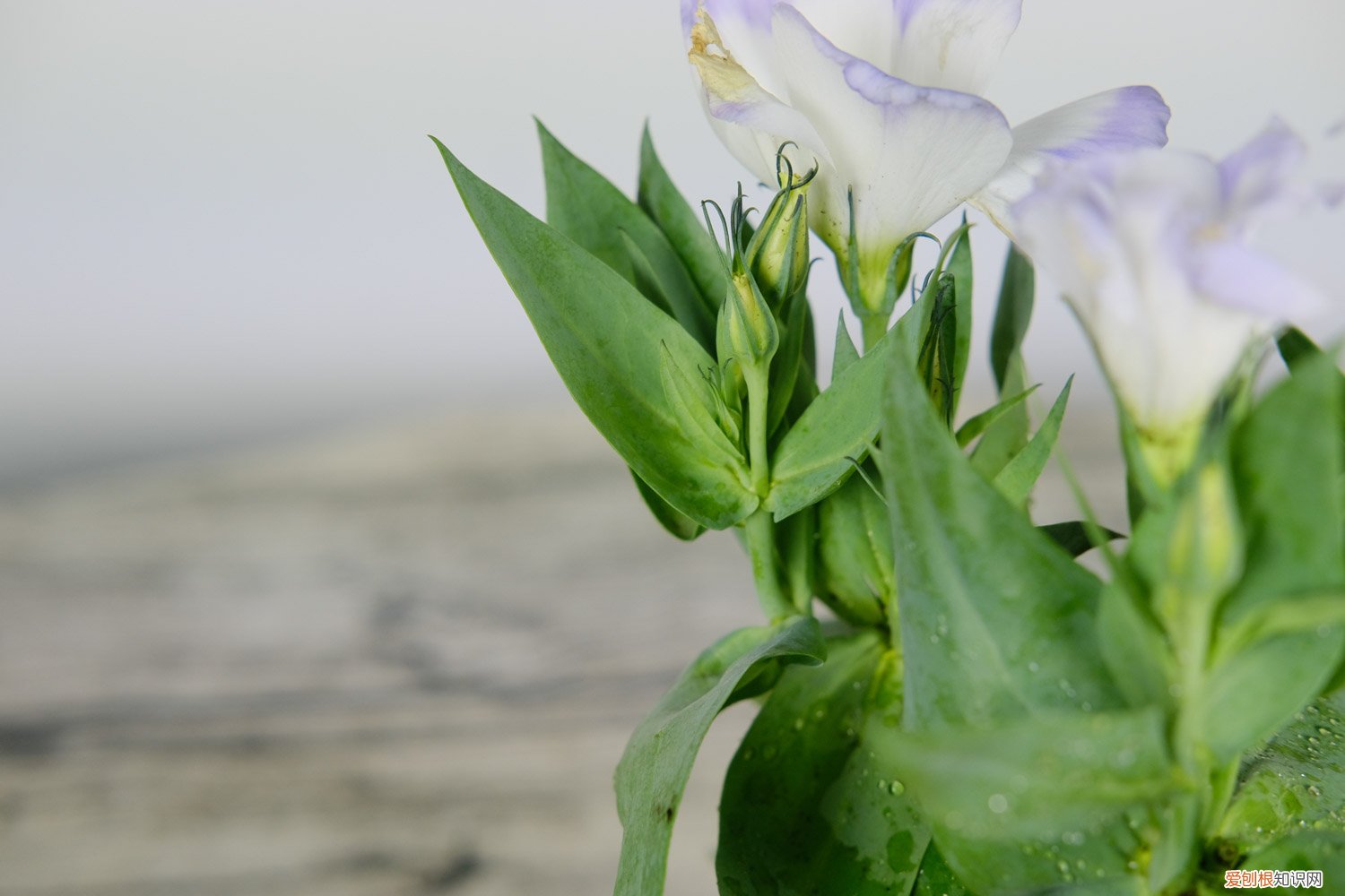 洋桔梗花怎么水养 洋桔梗水养技巧