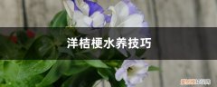 洋桔梗花怎么水养 洋桔梗水养技巧