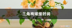 三角梅能嫁接吗?什么时间嫁接易成活 三角梅嫁接时间