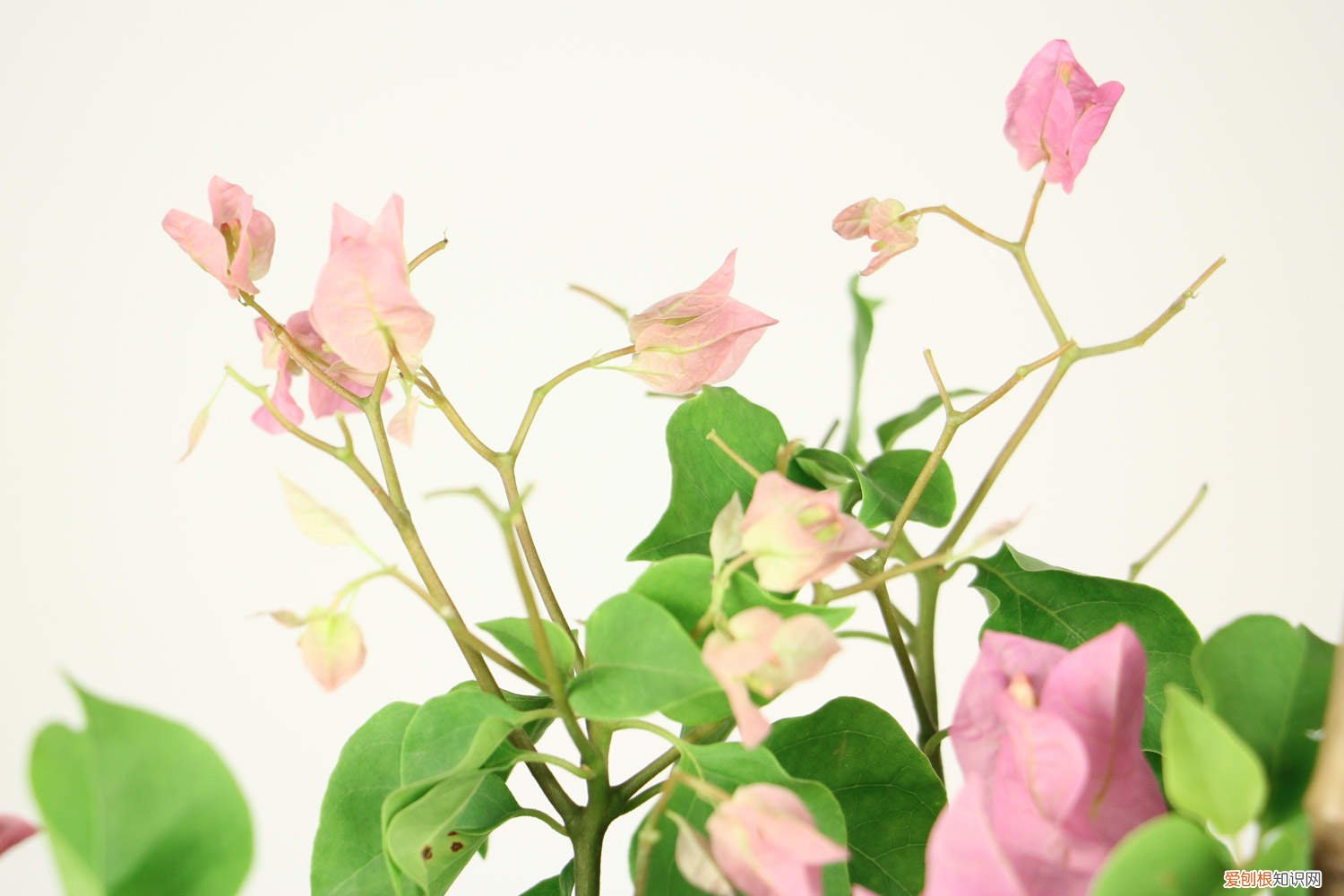 三角梅能嫁接吗?什么时间嫁接易成活 三角梅嫁接时间