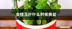 金枝玉叶什么时候换盆最好 金枝玉叶什么时候换盆