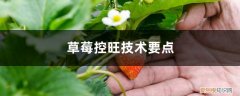 大棚草莓控旺技术要点 草莓控旺技术要点