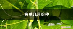 种黄瓜几月份开始种呢 黄瓜几月份种，该怎么种？