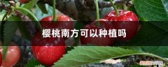 樱桃南方可以种植吗视频 樱桃南方可以种植吗