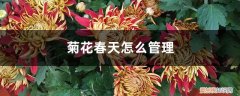 菊花冬天怎么管理 菊花春天怎么管理