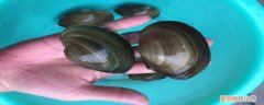 河蚌的贝壳是用来游泳的吗视频 河蚌的贝壳是用来游泳的吗