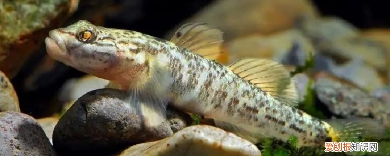 虾虎鱼特点? 虾虎鱼的特点