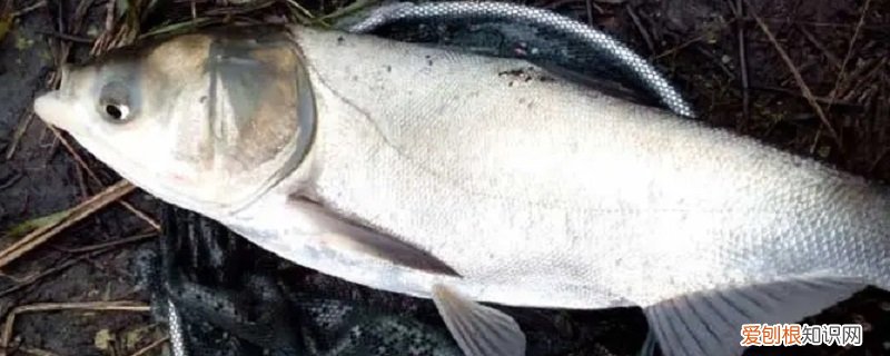大头和鲢鳙 鲢鳙是大头鱼吗
