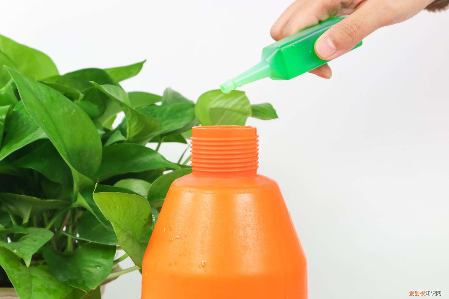 绿萝修剪下来怎么种植 绿萝修剪