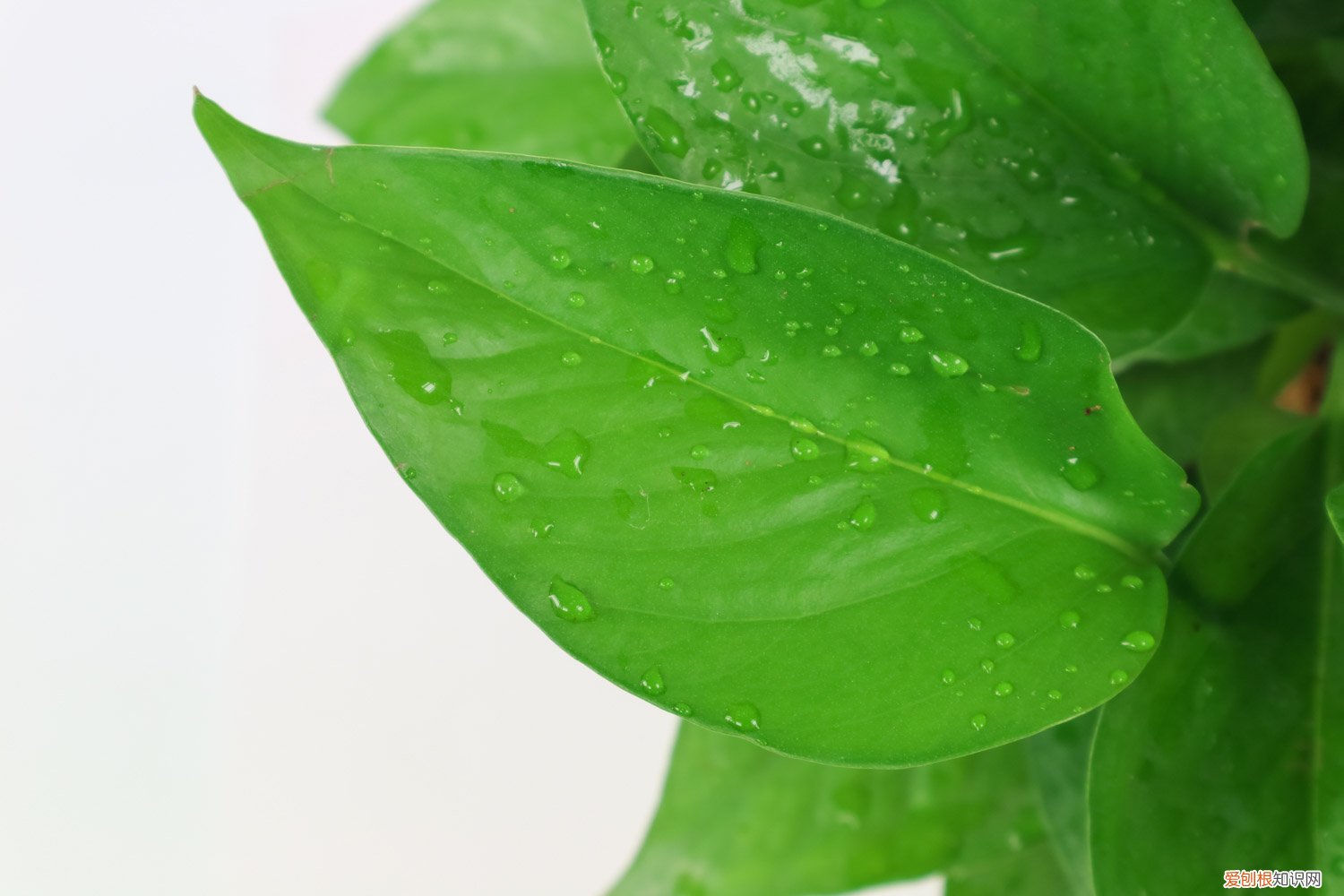 绿萝修剪下来怎么种植 绿萝修剪