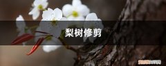 梨树修剪口诀汇总 梨树修剪