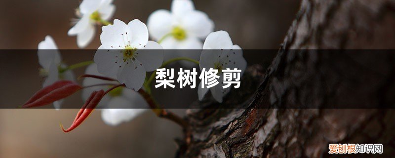 梨树修剪口诀汇总 梨树修剪