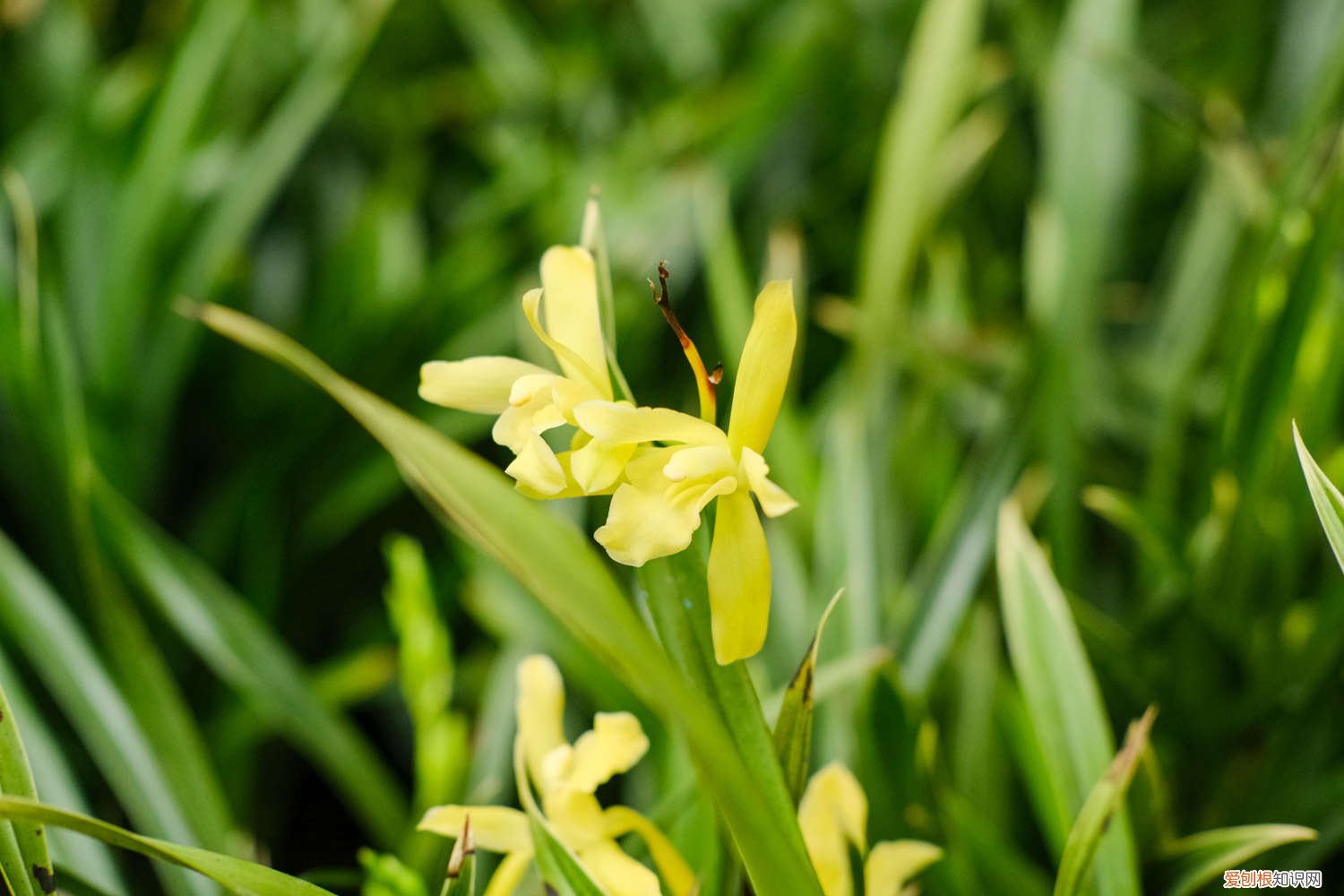 蝴蝶兰花几天浇一次水 兰花几天浇一次水