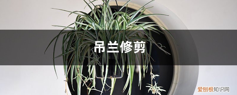 金鱼吊兰修剪 吊兰修剪