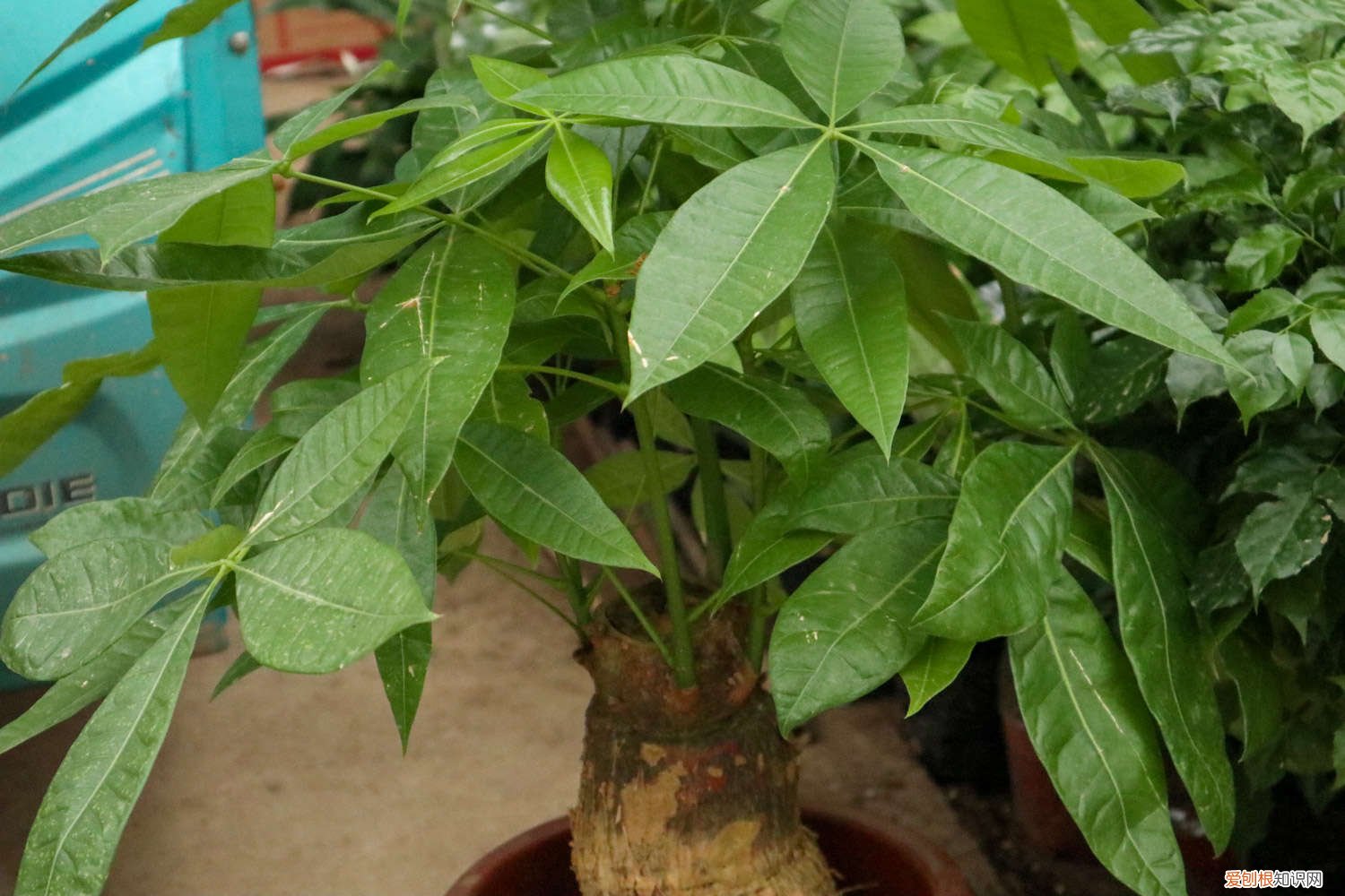 冬天发财树几天浇一次水 发财树几天浇一次水