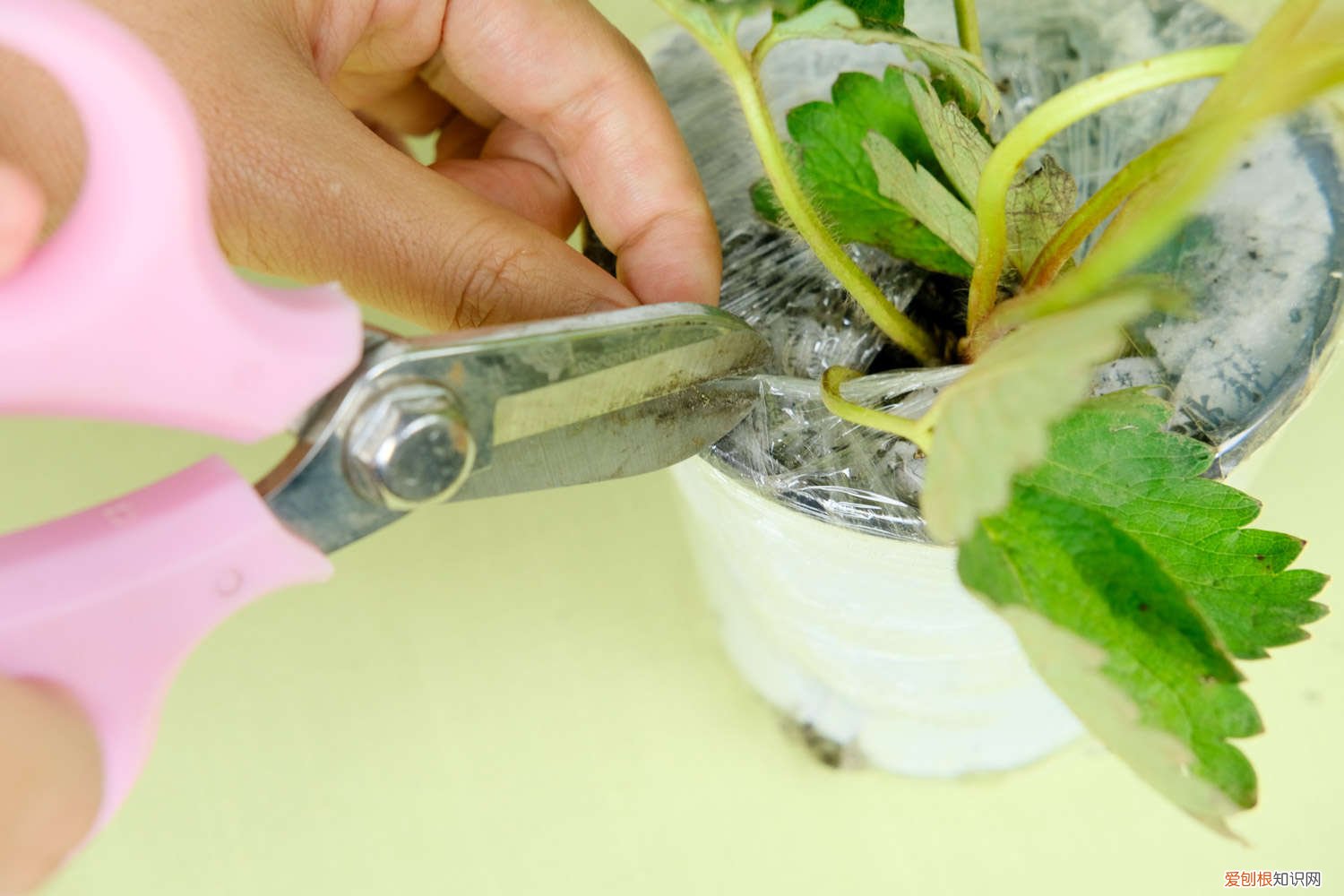 阳台种植草莓几天浇一次水 草莓几天浇一次水
