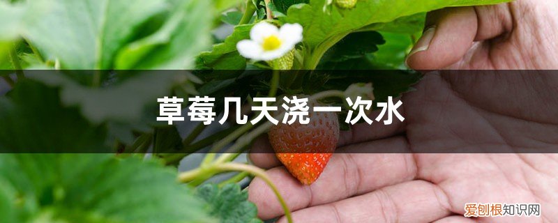 阳台种植草莓几天浇一次水 草莓几天浇一次水