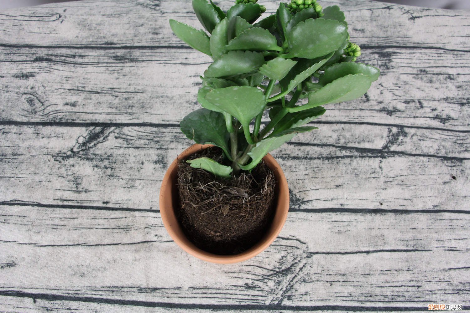 凤尾长寿花怎么修剪 长寿花怎么修剪