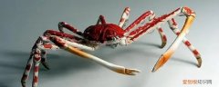 巨型蜘蛛蟹的特点介绍 巨型蜘蛛蟹的特点