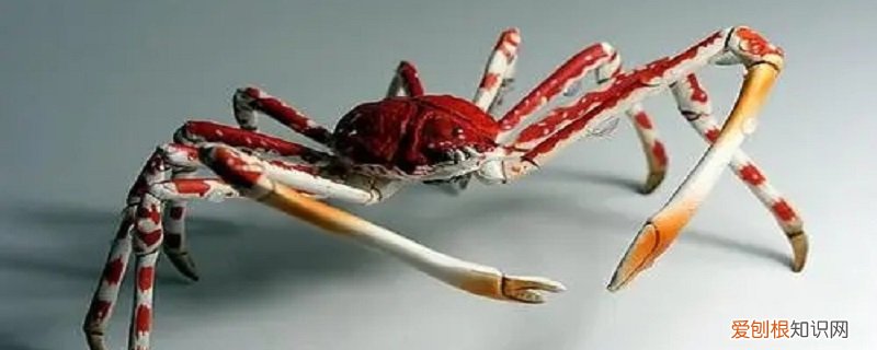 巨型蜘蛛蟹的特点介绍 巨型蜘蛛蟹的特点