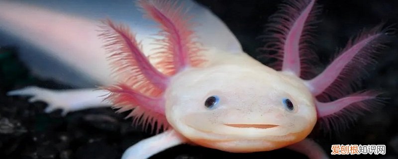 墨西哥钝口螈是蝾螈吗 墨西哥钝口螈的特点