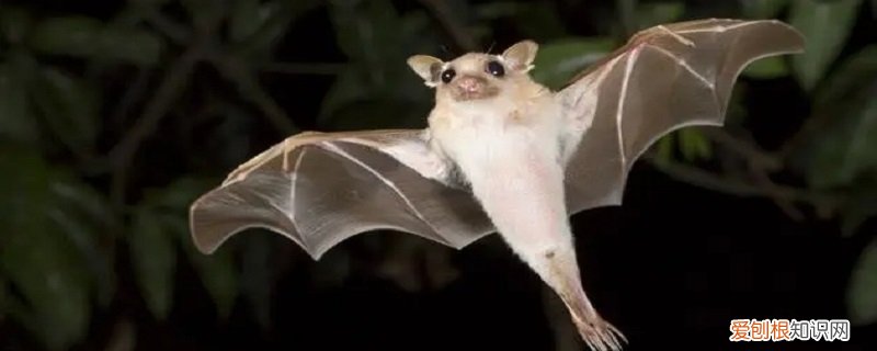 关于吸血蝙蝠 吸血蝙蝠的特点