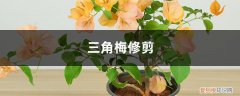 三角梅修剪方法图解 三角梅修剪