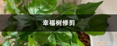 幸福树修剪视频 幸福树修剪