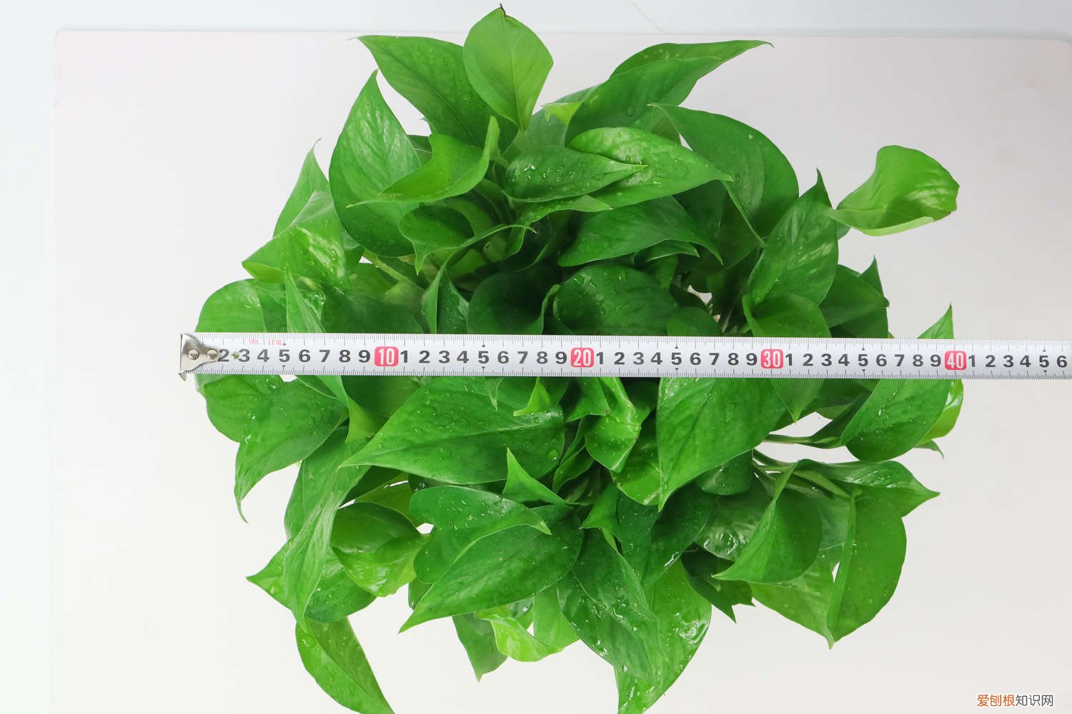 自制绿萝营养液淘米水怎么发酵 自制绿萝营养液：啤酒、淘米水、蚯蚓粪水都可以