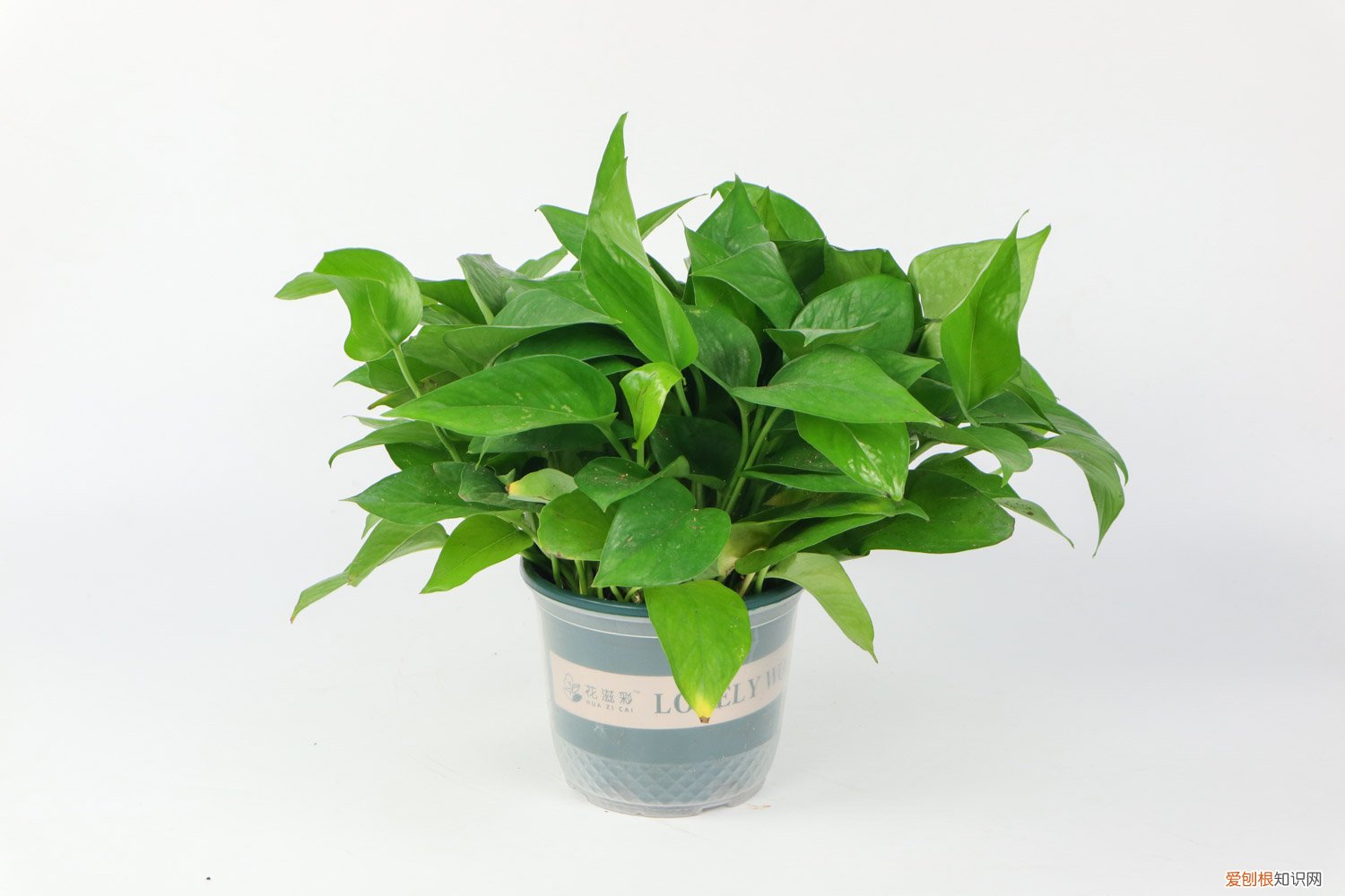 自制绿萝营养液淘米水怎么发酵 自制绿萝营养液：啤酒、淘米水、蚯蚓粪水都可以