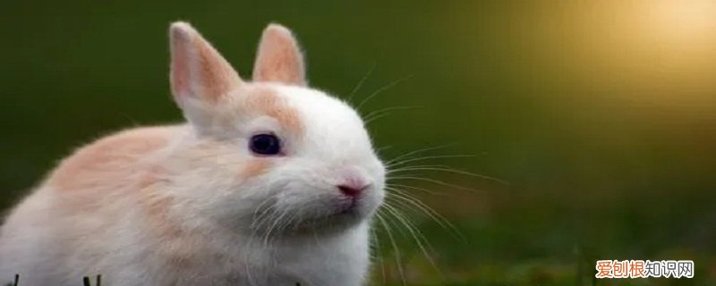 兔子的特点是什么(300字左右 兔子的特点是什么)