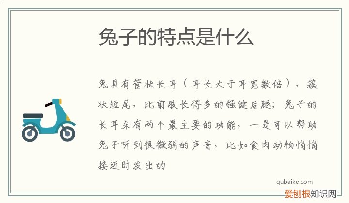 兔子的特点是什么(300字左右 兔子的特点是什么)