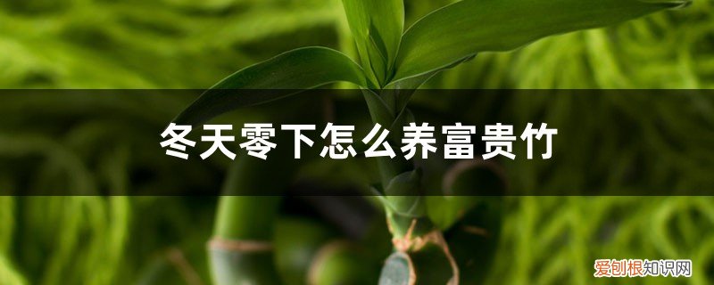 富贵竹水养怎么过冬 冬天零下怎么养富贵竹，水培富贵竹冬天怎么养