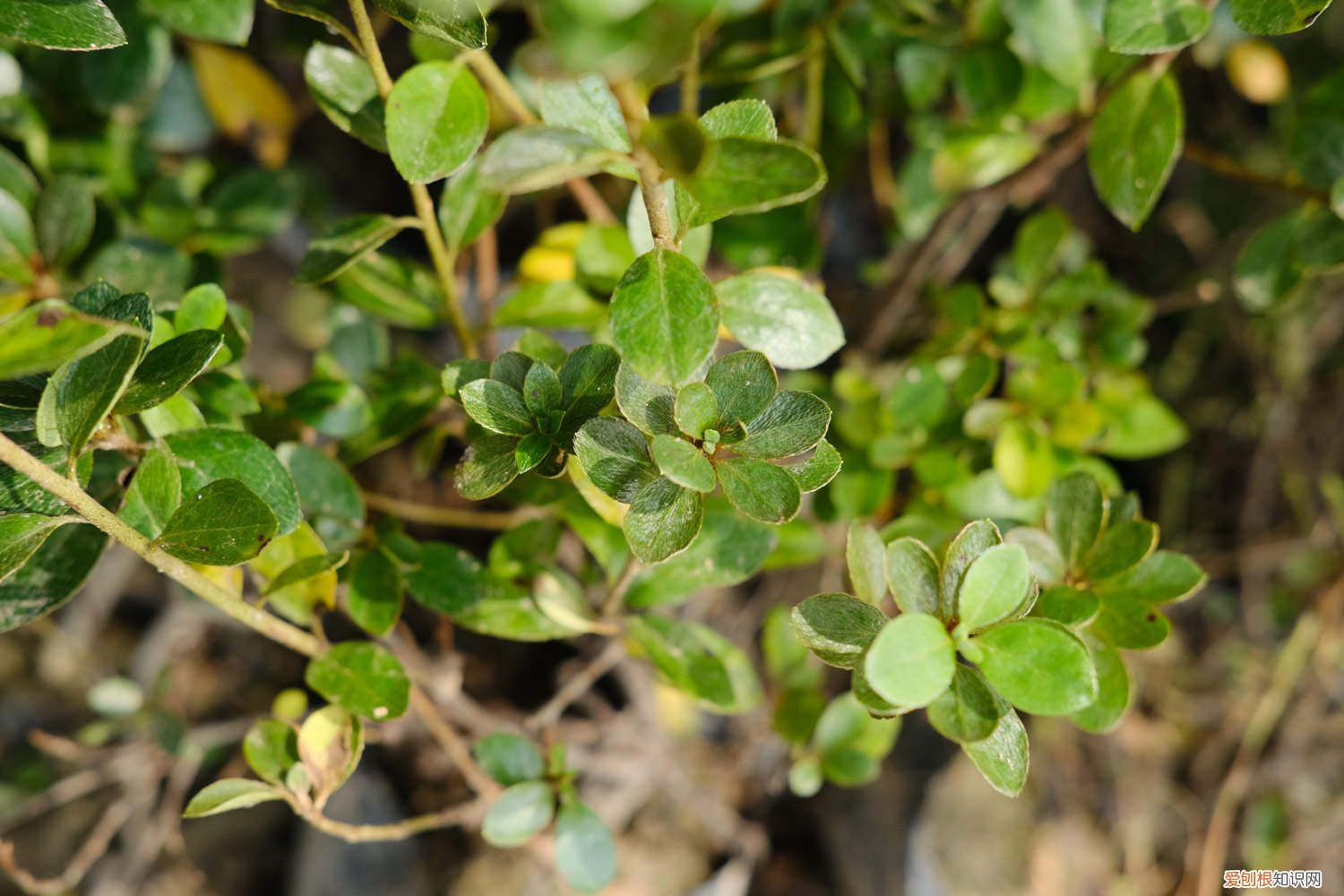 精品杜鹃花盆景图片 杜鹃花盆景多少钱，杜鹃花盆景老桩图片