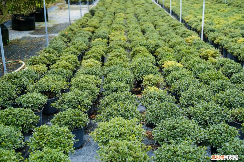 精品杜鹃花盆景图片 杜鹃花盆景多少钱，杜鹃花盆景老桩图片