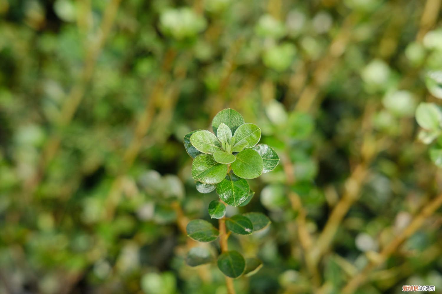 精品杜鹃花盆景图片 杜鹃花盆景多少钱，杜鹃花盆景老桩图片