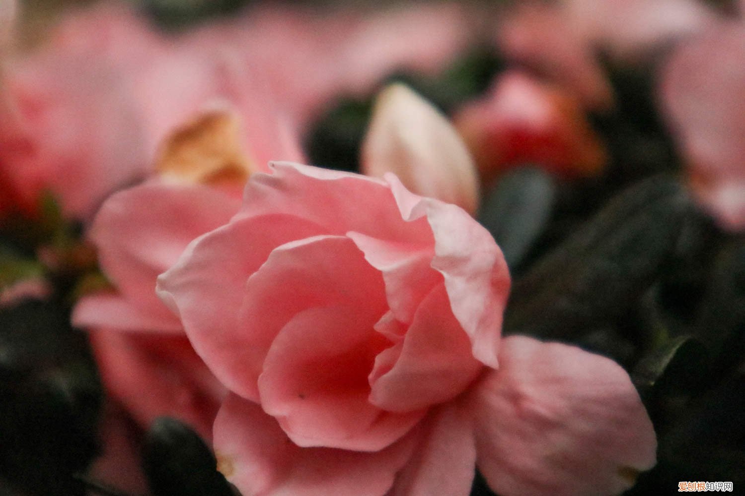 杜鹃花栽不活,杜鹃花要怎么种才能活呢 杜鹃花栽不活,杜鹃花要怎么种才能活