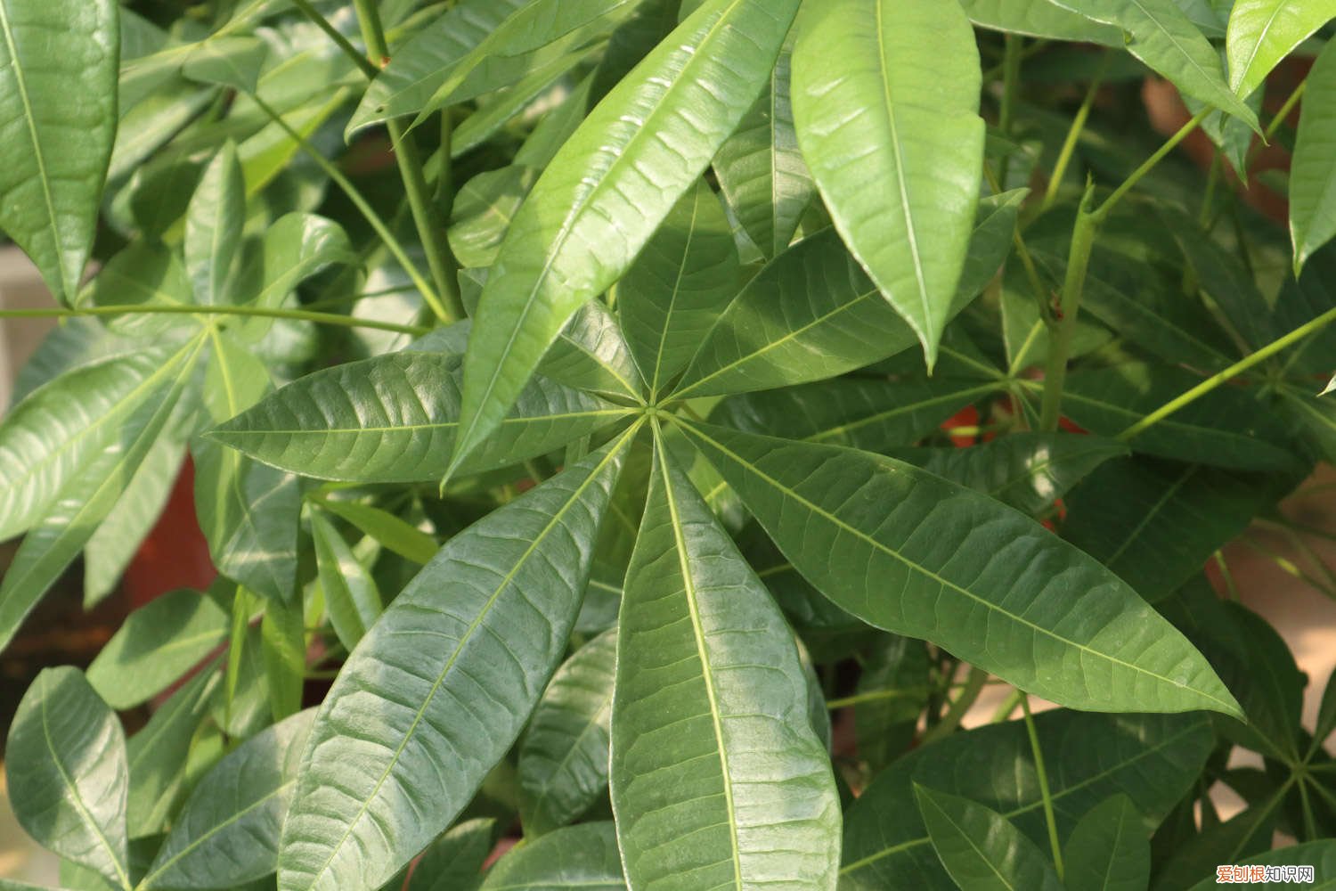 发财树可否水培 发财树水培能成活吗